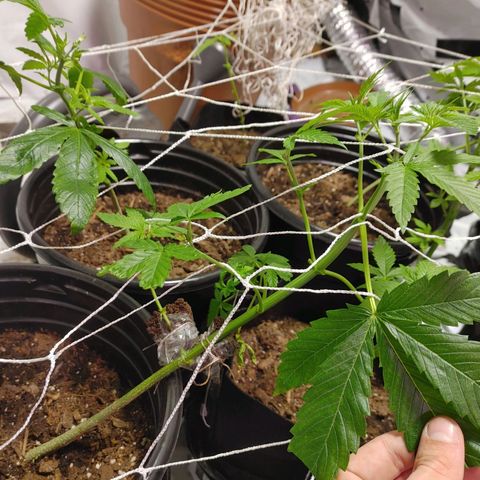 Moon Dust  growlog photo: Looking great