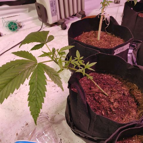 Moon Dust  growlog timeline photo