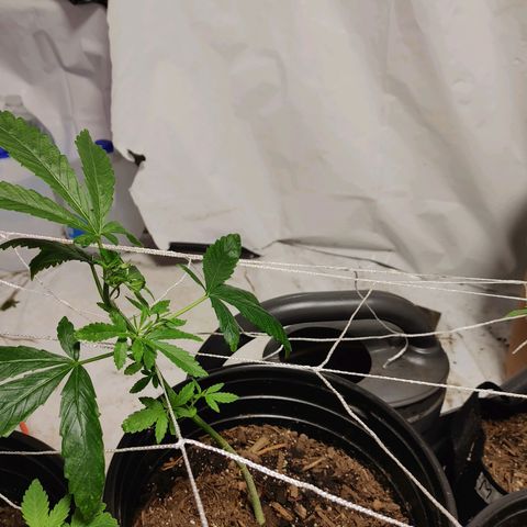 Moon Dust  growlog photo: Looking great