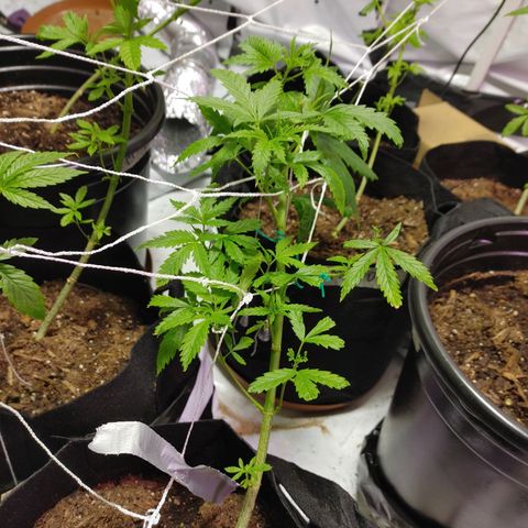 Moon Dust  growlog photo: Looking great