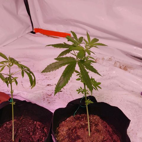 Moon Dust  growlog timeline photo