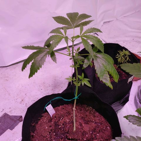 Moon Dust  growlog timeline photo