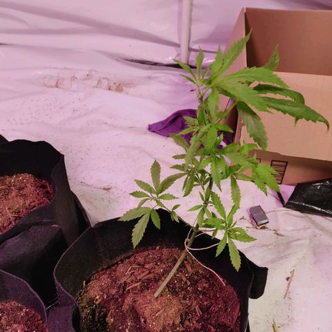 Moon Dust  growlog timeline photo