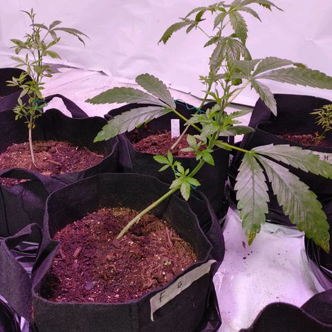 Moon Dust  growlog timeline photo