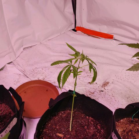 Moon Dust  growlog timeline photo