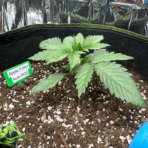 Apple Fritter Auto (RQS) growlog photo: Beginn Vegi Phase 3. Nodie fertig.