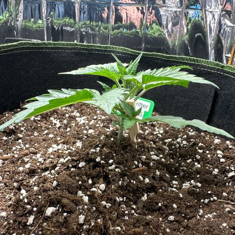Apple Fritter Auto (RQS) growlog photo: Beginn Vegi Phase 3. Nodie fertig.