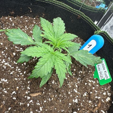 Bubble Kush Auto (RQS) growlog photo: Beginn Vegi Phase. 