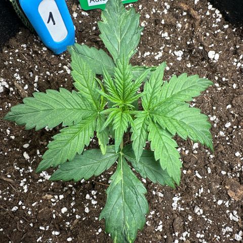 Bubble Kush Auto (RQS) growlog photo: Beginn Vegi Phase. 