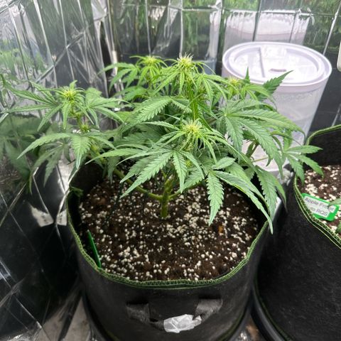 Bubble Kush Auto (RQS) growlog timeline photo