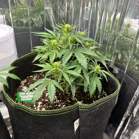 Apple Fritter Auto (RQS) growlog timeline photo