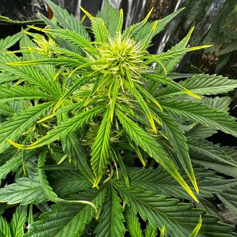 Apple Fritter Auto (RQS) growlog photo: Pflanze zeigt folgende Mängel. Gelbe Spitzen Teilweile hochgekräuselt.