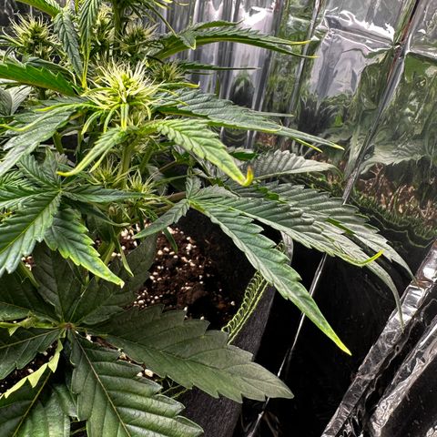 Apple Fritter Auto (RQS) growlog photo: Pflanze zeigt folgende Mängel. Gelbe Spitzen Teilweile hochgekräuselt.
