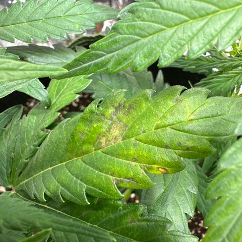Bubble Kush Auto (RQS) growlog photo: Pflanze zeigt dunkle, braune Flecken auf ein paar Blättern.