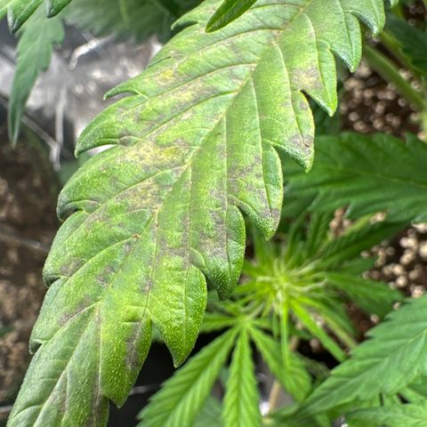 Bubble Kush Auto (RQS) growlog photo: Pflanze zeigt dunkle, braune Flecken auf ein paar Blättern.