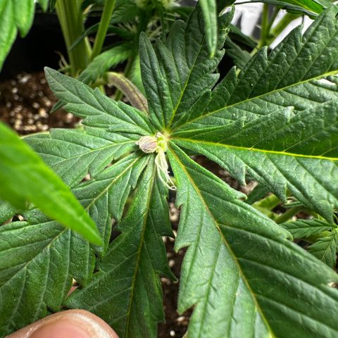Bubble Kush Auto (RQS) growlog photo: Pflanze zeigt dunkle, braune Flecken auf ein paar Blättern.