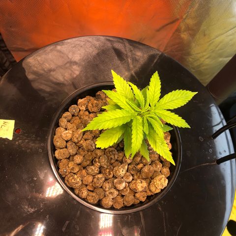Aurora  growlog timeline photo
