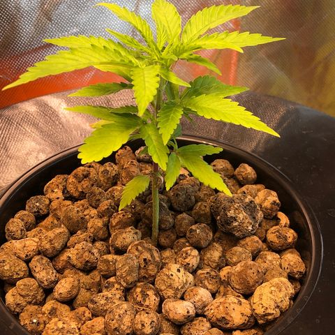 Aurora  growlog timeline photo