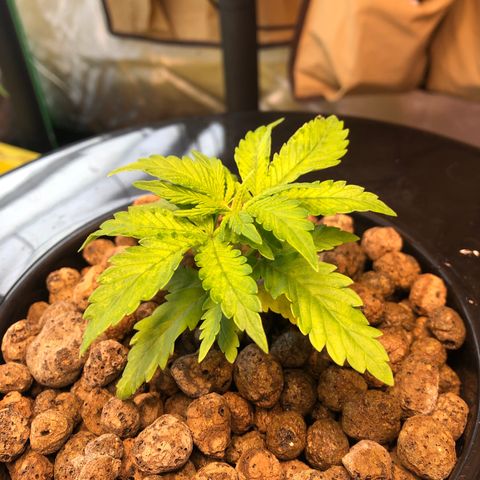 Blue Dream growlog timeline photo