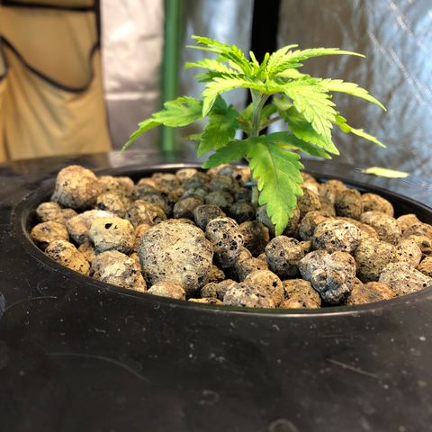 Blue Dream growlog timeline photo