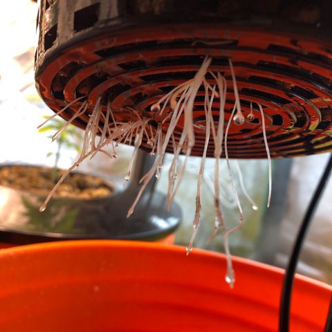 Blue Dream growlog photo: Blue dream root growth