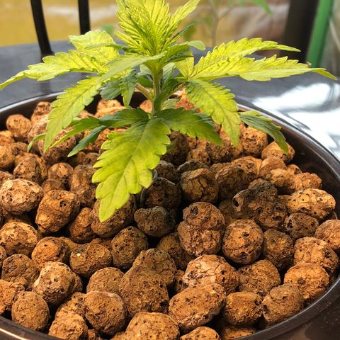 Blue Dream growlog photo: Blue dream root growth
