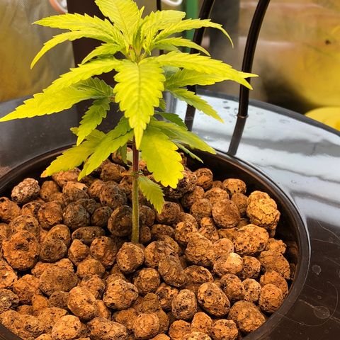 Aurora  growlog timeline photo