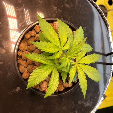 Blue Dream growlog photo: Slightly discoloured