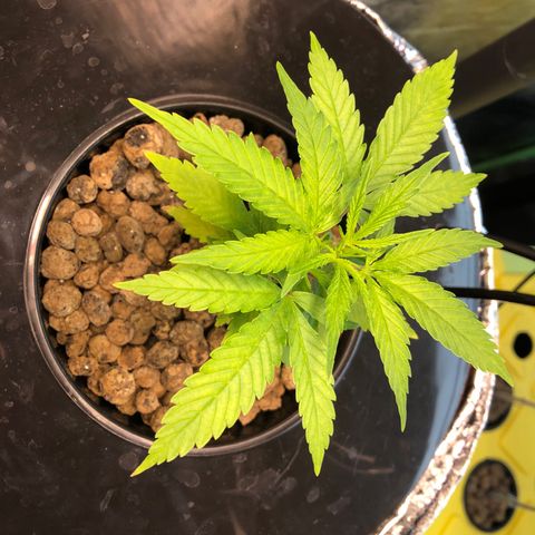 Aurora  growlog timeline photo
