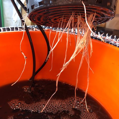 Blue Dream growlog timeline photo