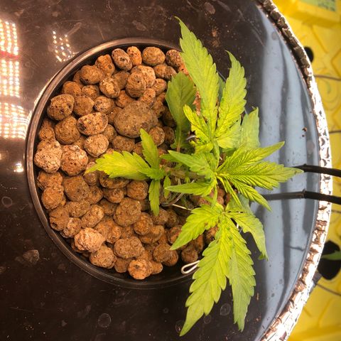 Blue Dream growlog photo: Recovering from injury.