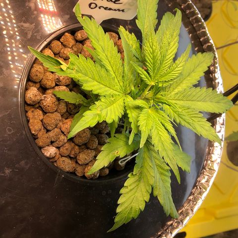 Blue Dream growlog timeline photo