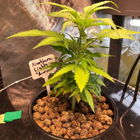 Aurora  growlog timeline photo