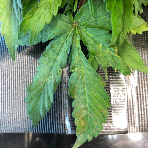Blue Dream growlog photo: Not sure whats up with this damage, appeared overnight.