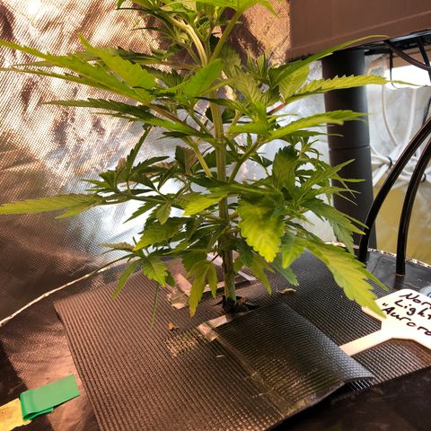 Aurora  growlog timeline photo