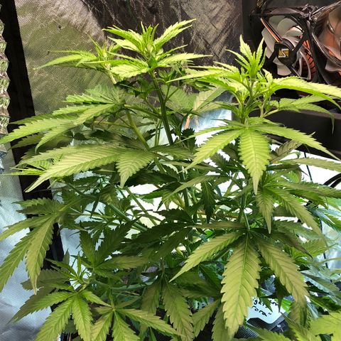 Aurora  growlog timeline photo