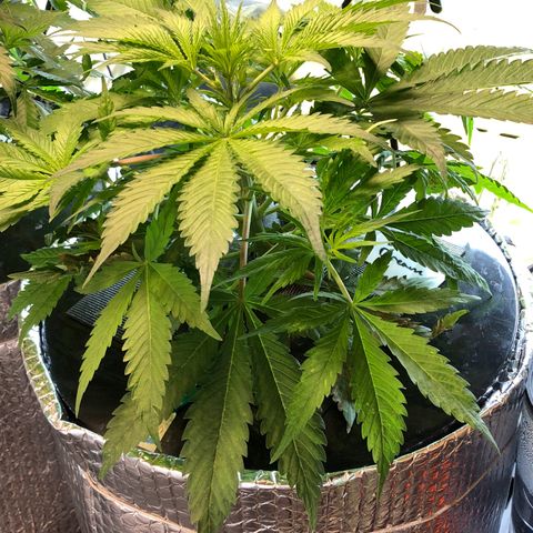 Blue Dream growlog timeline photo