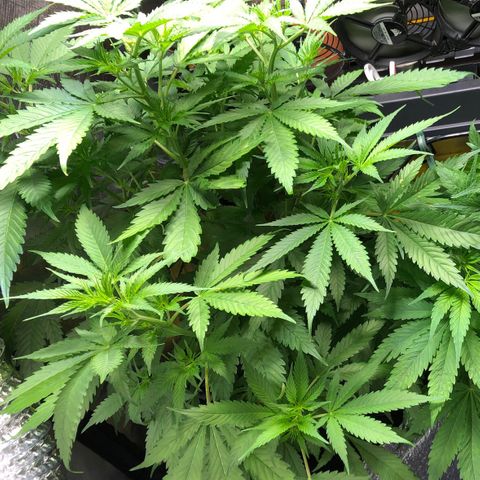 Aurora  growlog photo: Before installing the Scrog net.