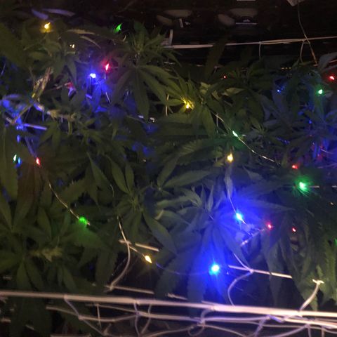 Blue Dream growlog photo: Lol didnt actually leave these on. But its festive.