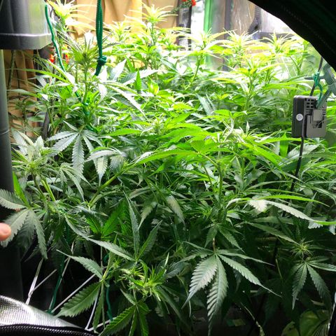 Aurora  growlog photo: Bushy AF.
Time for some tlc