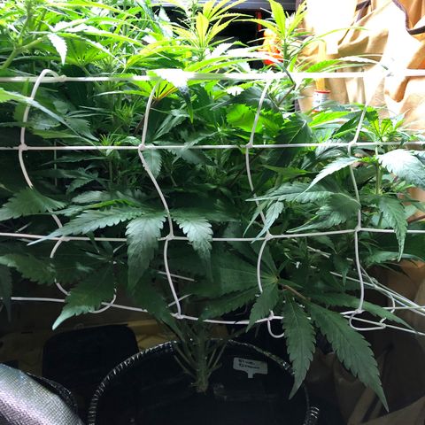 Blue Dream growlog photo: She’s def getting squeezed out.
Truly underestimated these ladies.