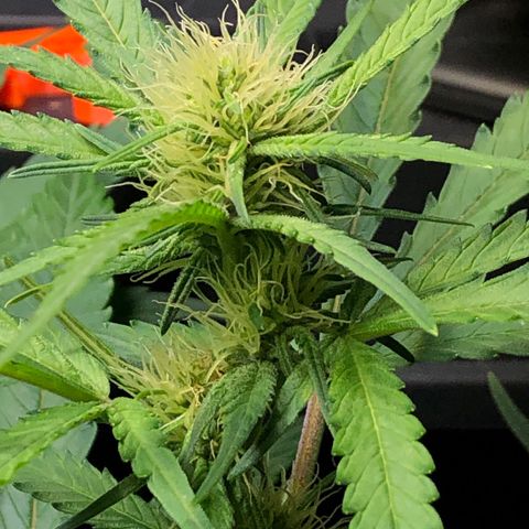 Blue Dream growlog photo: Very healthy Blue Dream.