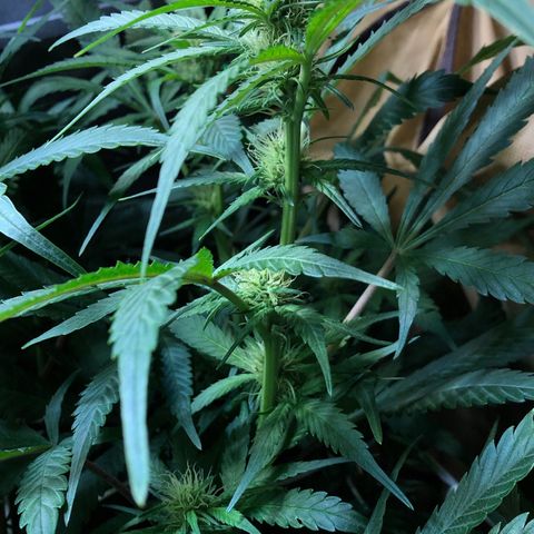 Blue Dream growlog photo: Very healthy Blue Dream.