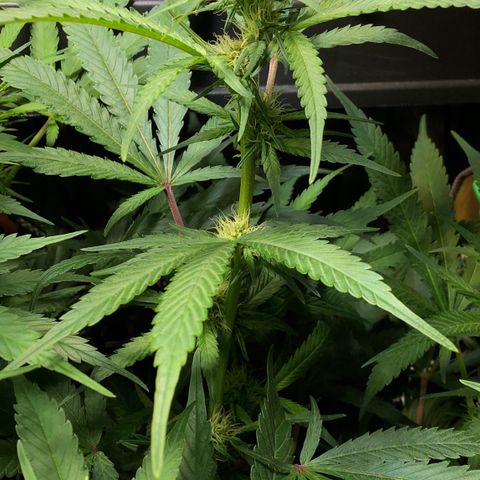 Blue Dream growlog photo: Very healthy Blue Dream.