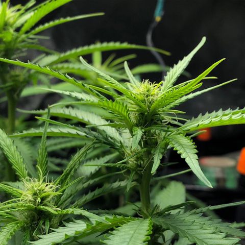 Aurora  growlog photo: Aurora, A.K.A. Icarus wannabe(much pun)
Gotta move the light higher.
‘She cant take much moe Cpt.’

Leaf closeup is showing leafs begin to show light stress around the edges.