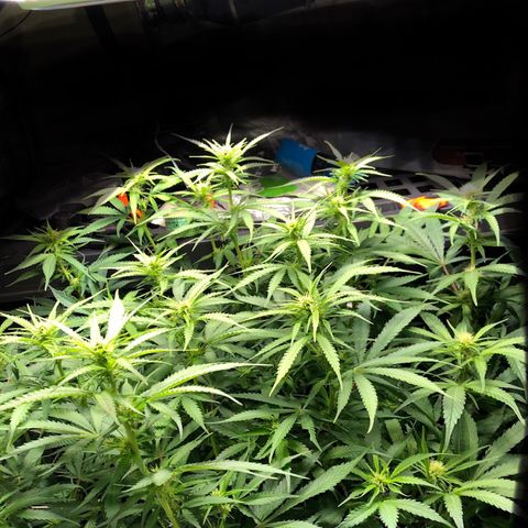 Aurora  growlog photo: Aurora, A.K.A. Icarus wannabe(much pun)
Gotta move the light higher.
‘She cant take much moe Cpt.’

Leaf closeup is showing leafs begin to show light stress around the edges.