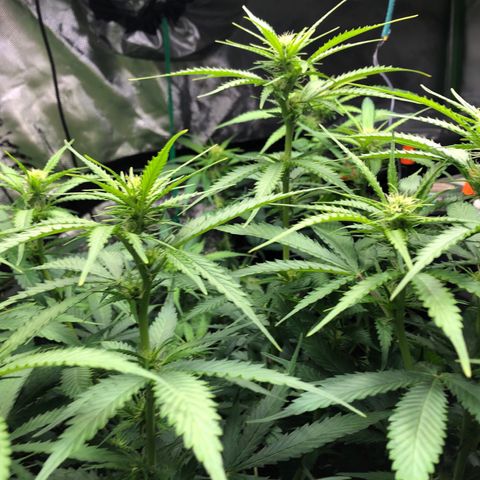 Aurora  growlog photo: Aurora, A.K.A. Icarus wannabe(much pun)
Gotta move the light higher.
‘She cant take much moe Cpt.’

Leaf closeup is showing leafs begin to show light stress around the edges.