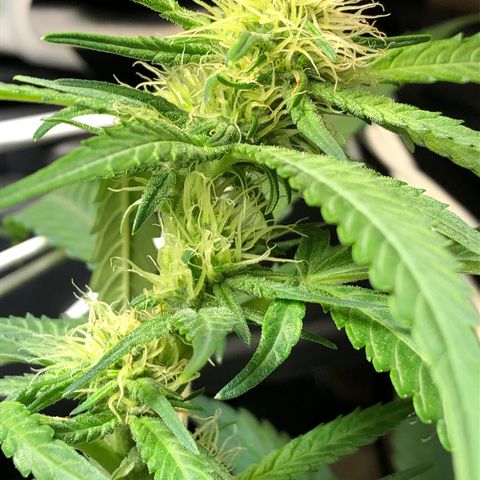 Blue Dream growlog timeline photo