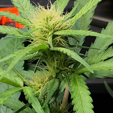 Blue Dream growlog timeline photo