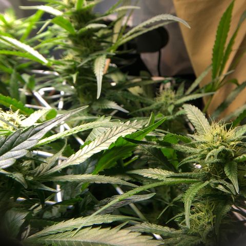 Blue Dream growlog timeline photo